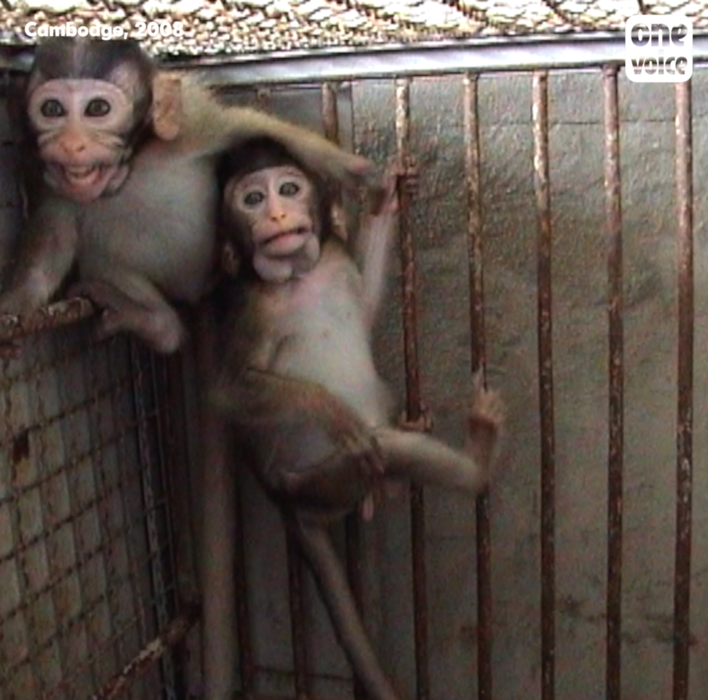 Infiltration en 2008 dans un centre d'élevage et de captures de singes au Cambodge Video