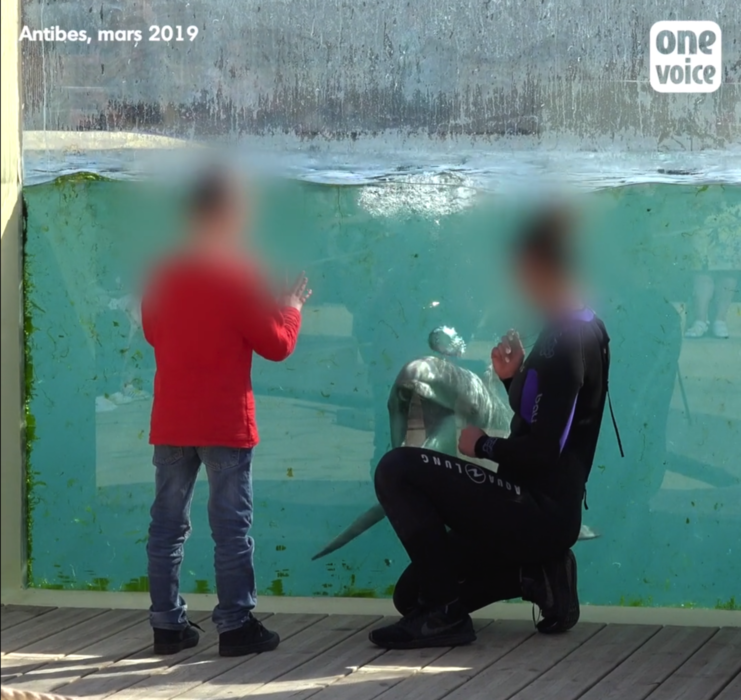 A Marineland, séance de dressage de dauphins pour les enfants... Video