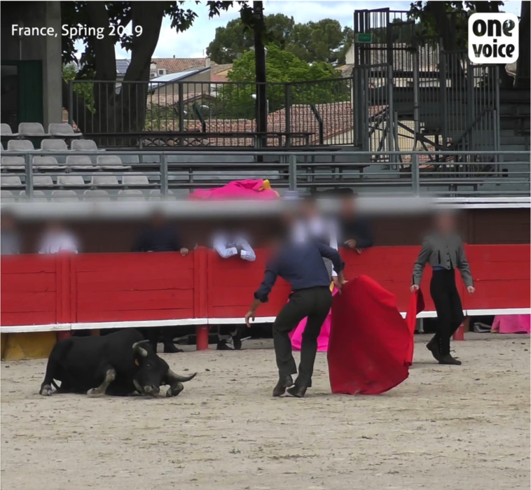 Investigation in a French bullfighting school for children Video