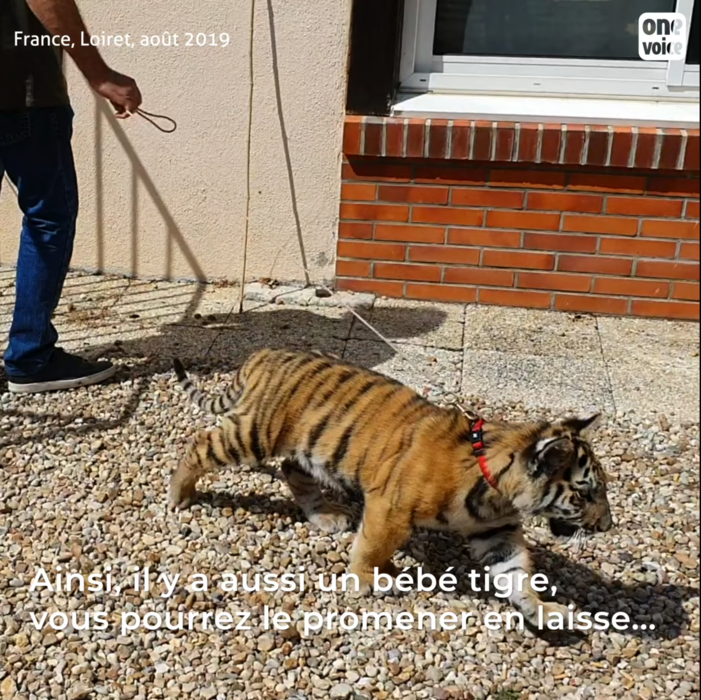 Tigres et lions exploités à vie dans le Loiret Video