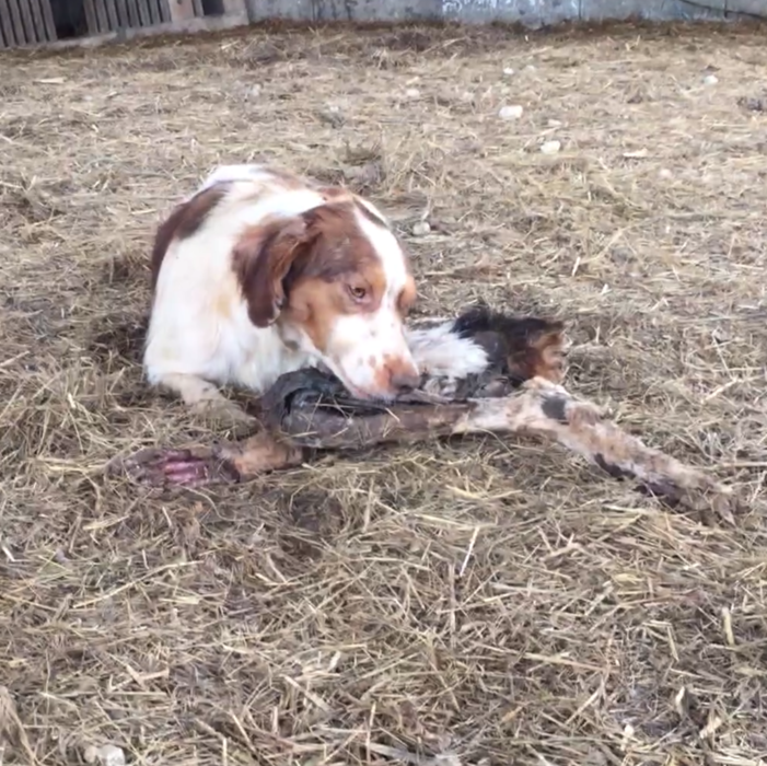 Dordogne: Cannibalisme entre chiens chez des chasseurs, One Voice demande justice Video