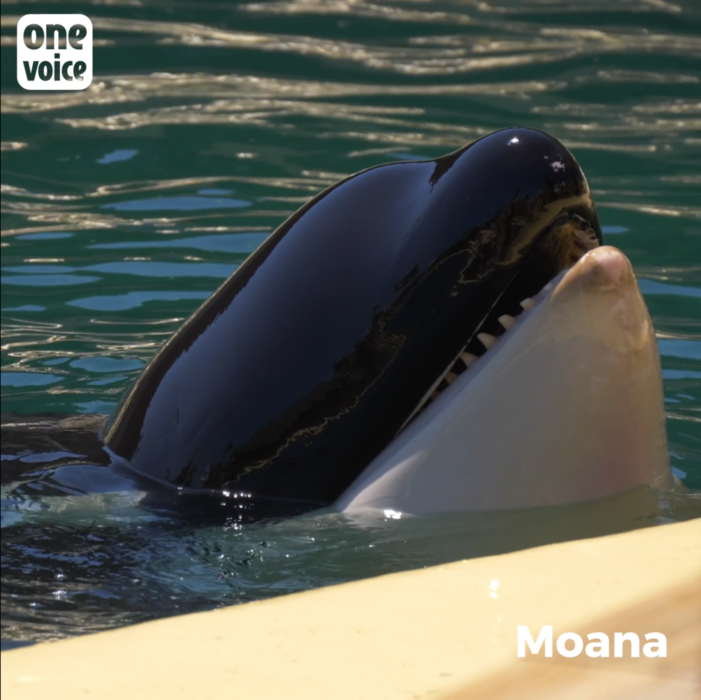 Marineland prévoit de transférer Inouk, Wikie, Moana et Keijo dans un delphinarium en Chine Video