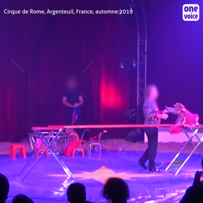 Grand Cirque de Rome, la maltraitance en spectacle #CirquesSansAnimaux Video