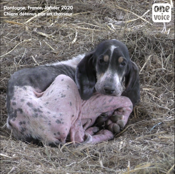Statu quo pour les chiens « de chasse » mourants en Dordogne Video