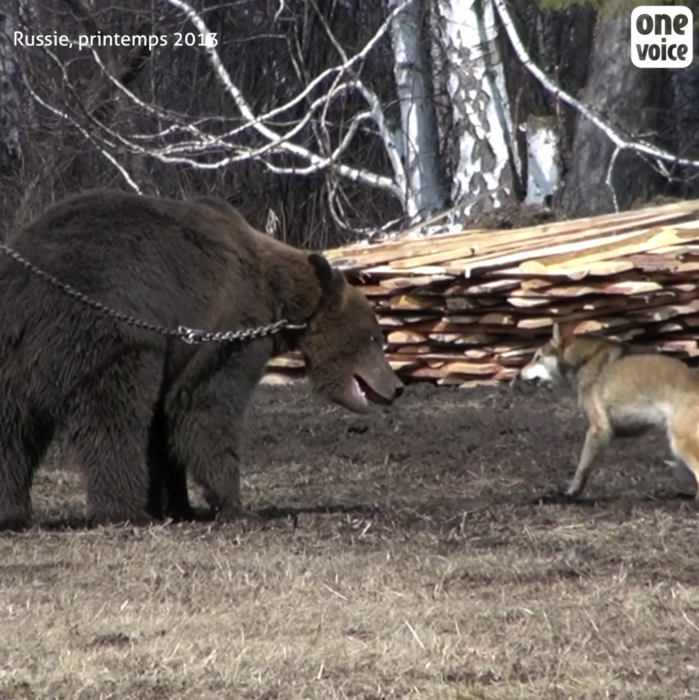 Des ours pour entrainer des chiens à la chasse. Video