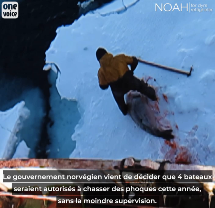 En pleine pandémie, le gouvernement norvégien décide que la chasse aux phoques se passerait d’inspecteurs de protection animale Video