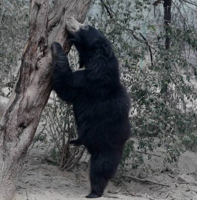 La nouvelle vie des ours danseurs Video