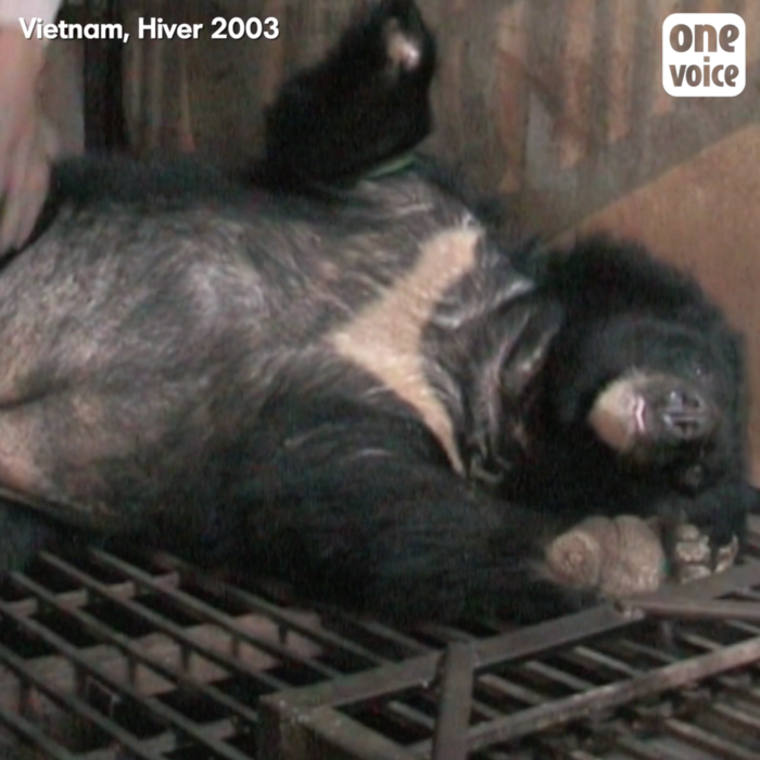 Extraction de la bile d’un ours vivant, Vietnam, 2003 Video