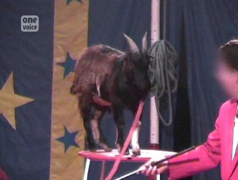 Cirques : les dresseurs imposent des positions douloureuses aux chèvres et chevaux Video