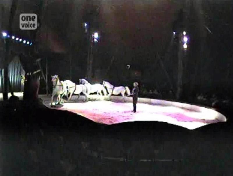Cirques : blessés ou pas, les chevaux sont en piste !  Video