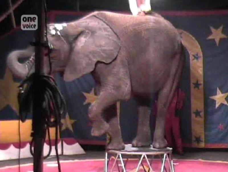 Spectacles de cirques : une souffrance pour les éléphants et les tigres Video