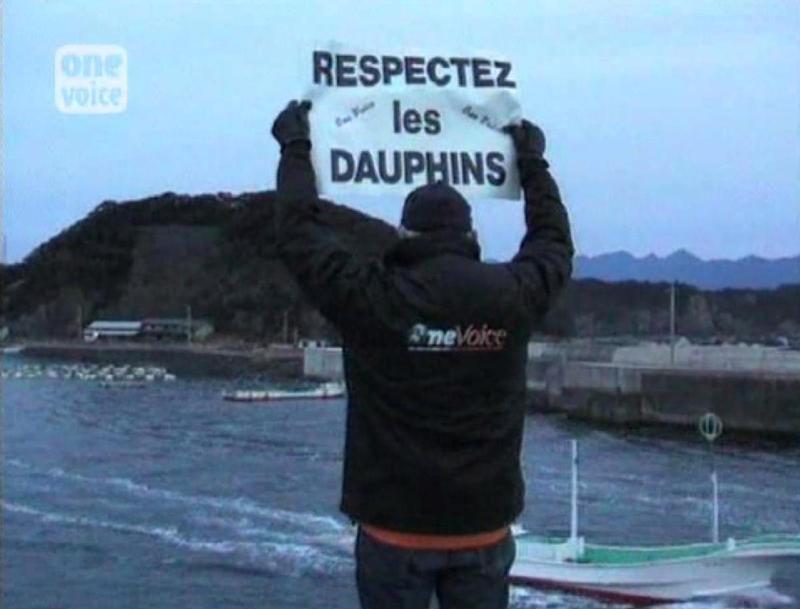 Enquête à Taiji (1/4) : traqués par des bateaux, les dauphins sont en panique Video