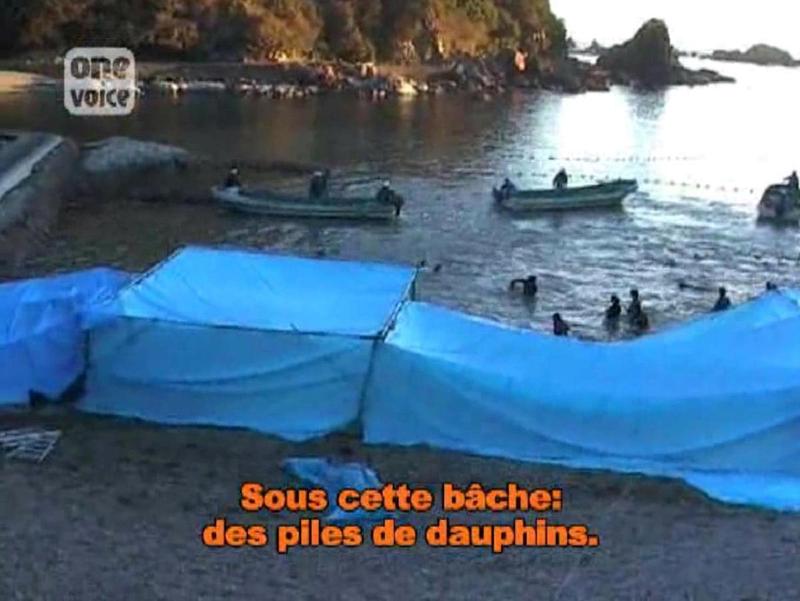 Enquête à Taiji (2/4) : la capture des dauphins  Video