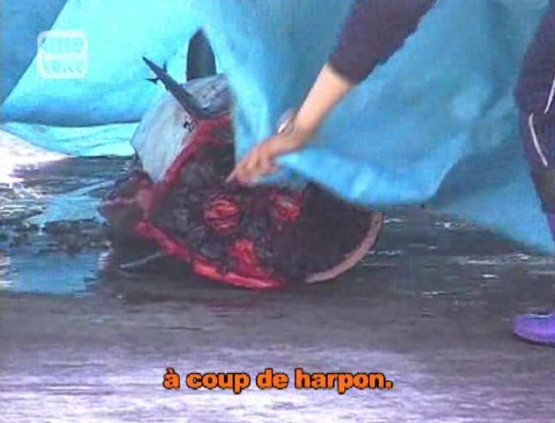 Enquête à Taiji (4/4) : la boucherie de dauphins Video