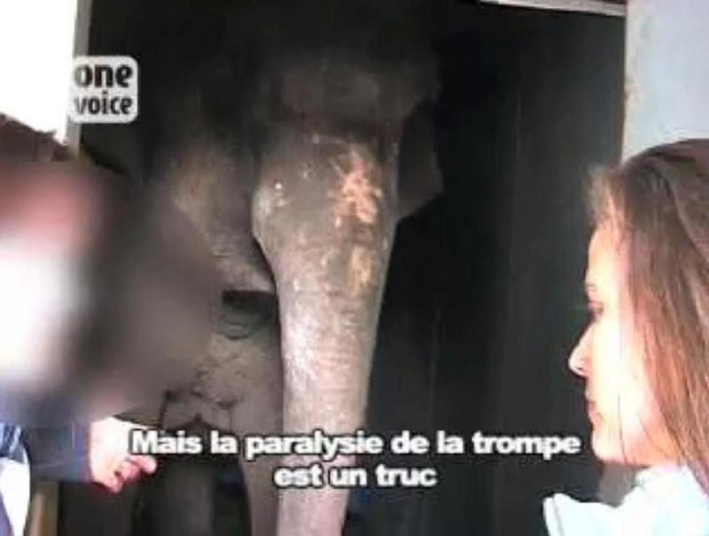 Vicky (3/4) : visite du vétérinaire constatant la paralysie de l'éléphante Video
