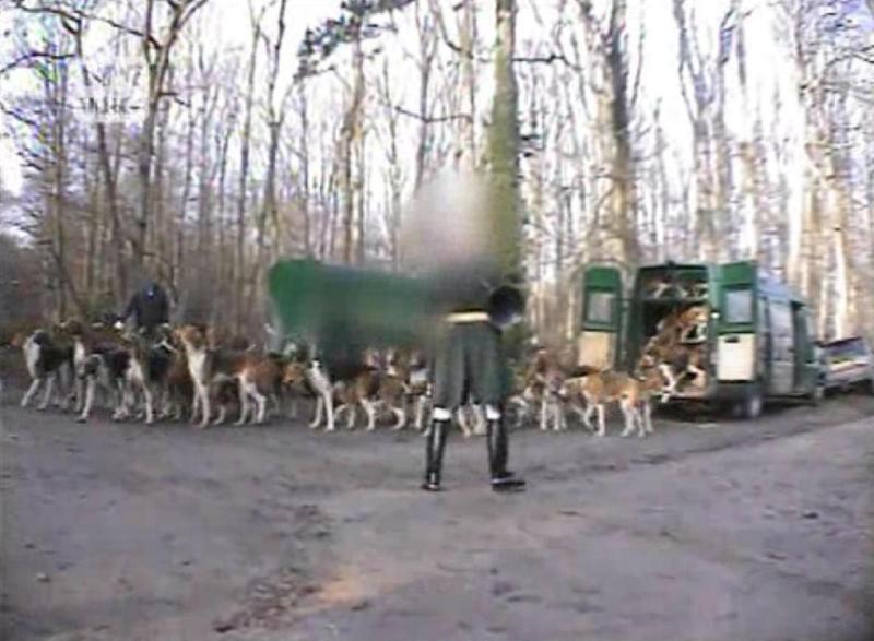 Chasse au sanglier : seul face à une horde de chiens et des chasseurs Video