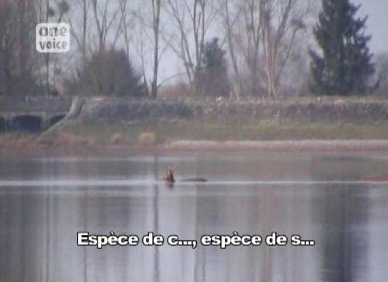 Chasse à courre : une biche tente d'entrer sur des terres privées mais est repoussée à l'eau Video