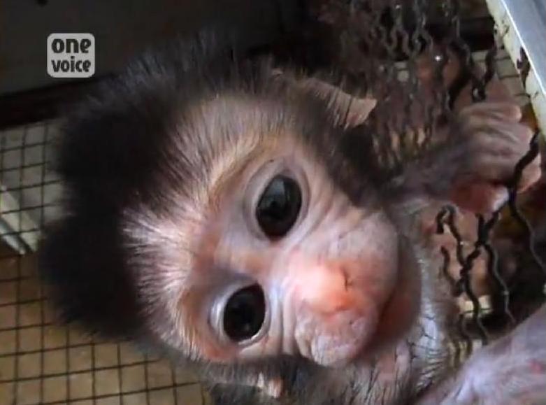 One Voice - Primates Cambodge des bébés arrachés à leur mère  Video