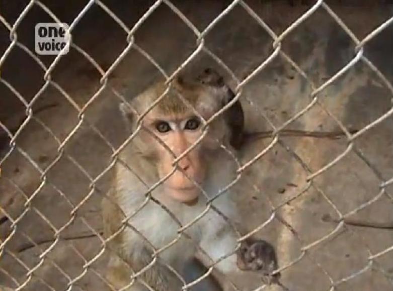 One Voice - Primates Cambodge des primates capturés et élevés en masse pour les laboratoires  Video