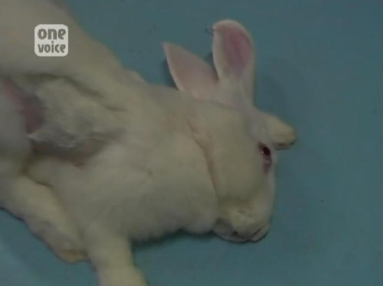 One Voice – Enquête dans un laboratoire : Un lapin très malade  Video