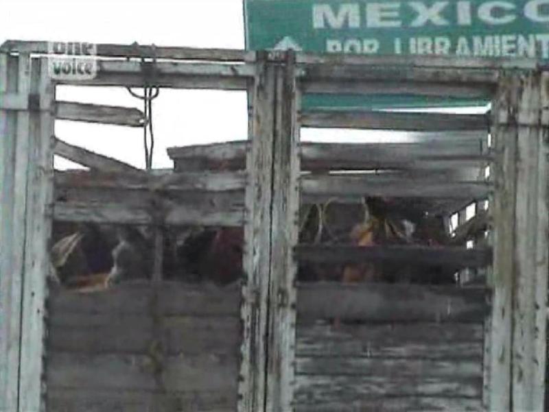 One Voice - Transport illégal de chevaux sur les routes mexicaines Video