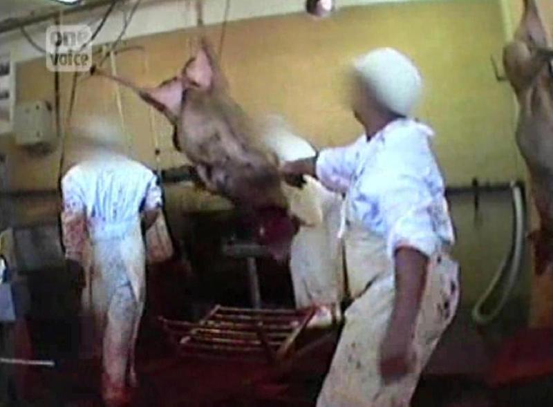 50c mouton, abattoir, hallal, égorgement, agonie Video