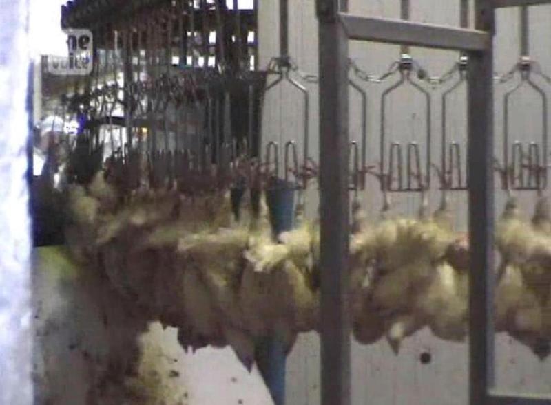 17 Abattage poulet 1 Video