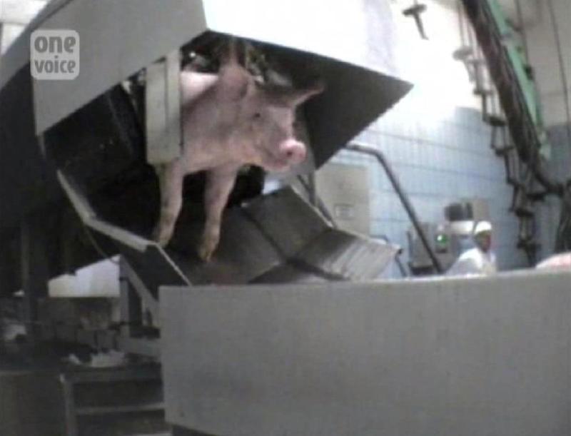16 cochon, abattoir, automatisé, saignée, agonie Video