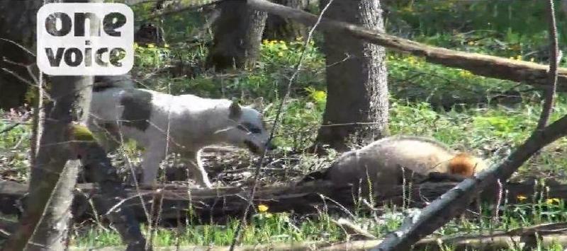 Tests des chiens de chasse sur les blaireaux en Russie Video