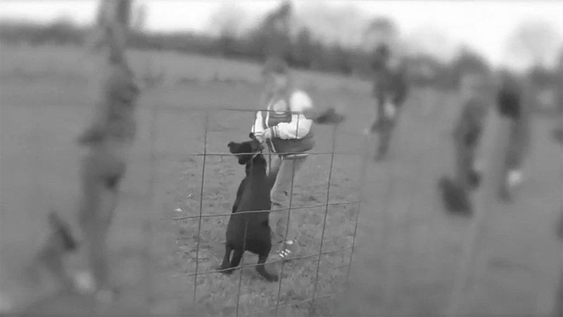 One Voice - dressage canin: enquête sur l'éducation canine Video