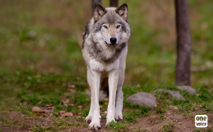 40 mises à mort de loups légalisées : One Voice s’y oppose