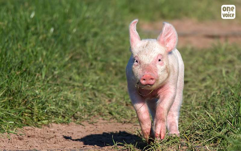 Une formation de chirurgie vétérinaire sur des cochons vivants, One Voice dit non !