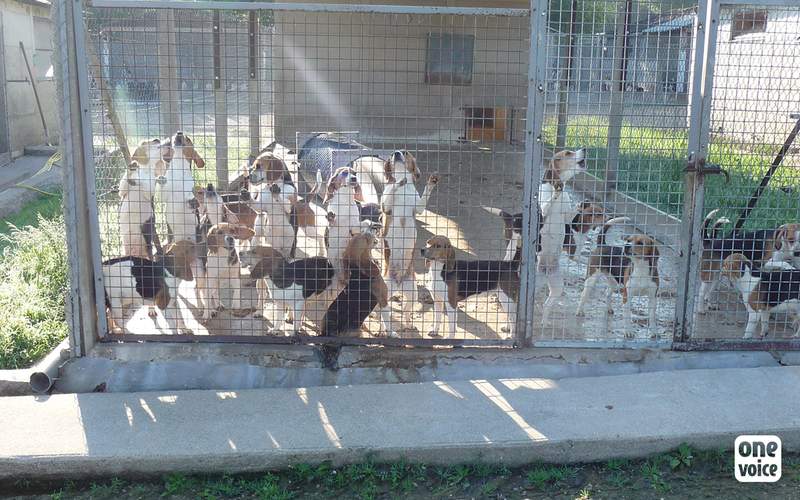 Une première victoire pour les beagles et les golden retrievers enfermés à Mézilles!