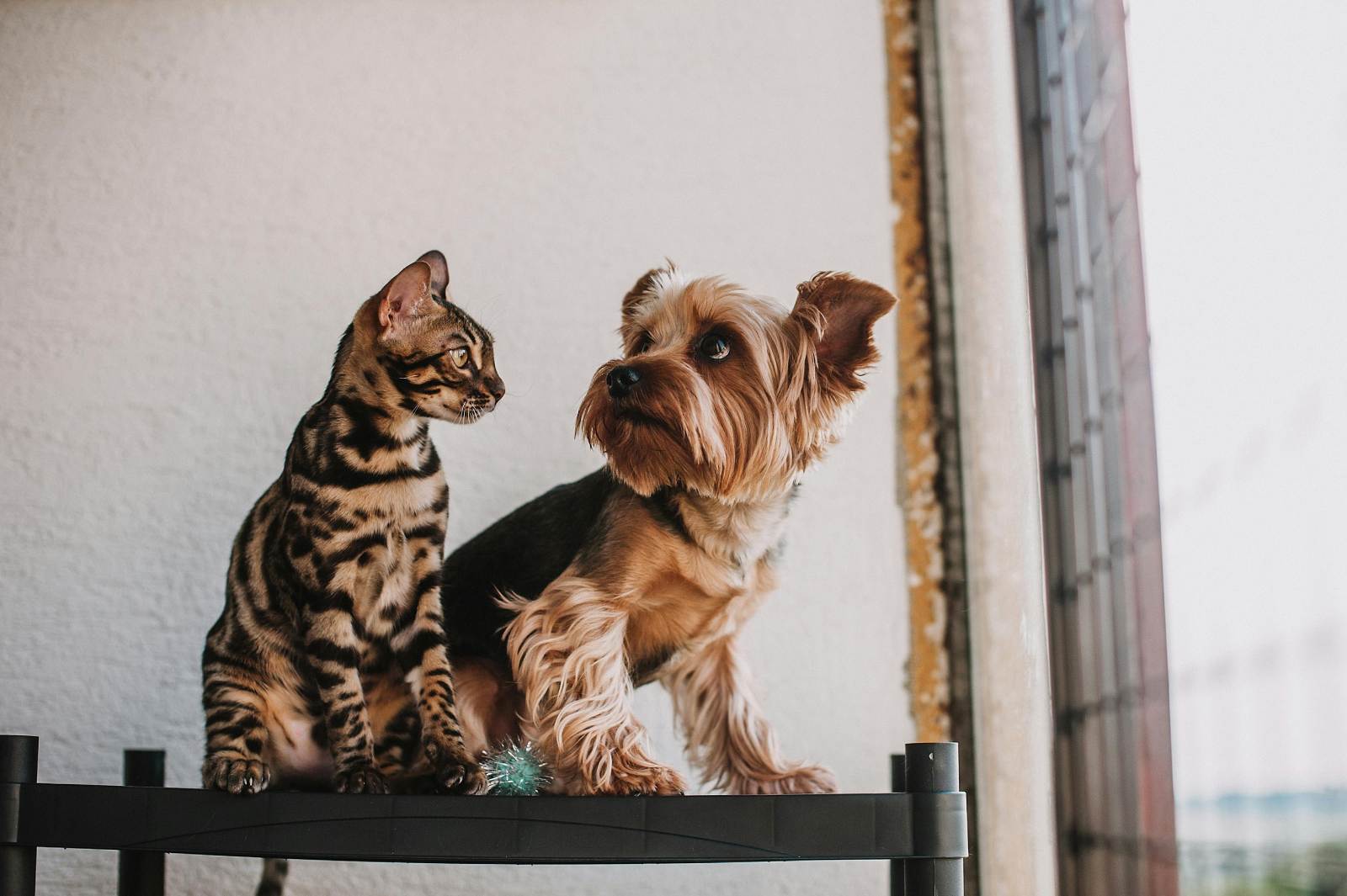Chiens et chats : notre famille