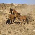 American Mustangs, the last of the free horses