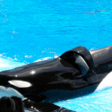 Tilikum: The Blackfish effect
