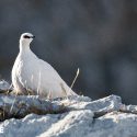 L’insupportable acharnement contre les galliformes de montagne rencontre notre résistance !