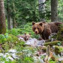 Nouvelle double victoire de One Voice : la réactivité et la pugnacité écrivent la jurisprudence pour les ours en Ariège !