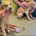 Seize chiens miraculés, sauvés des griffes du chasseur périgourdin maltraitant