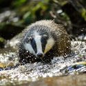 Coitus interruptus for badger diggers in Lot-et-Garonne