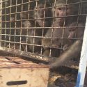 Circus: monkeys without water and in the middle of rubbish