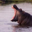 One Voice partner of Photogr’Africa exhibition for African wildlife
