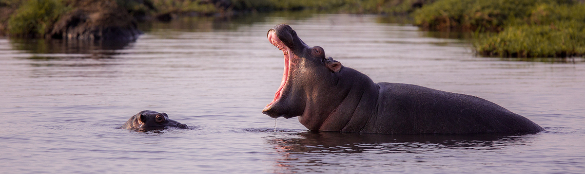 One Voice partenaire de l’exposition Photogr’Afrique pour la faune sauvage africaine