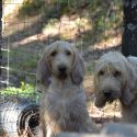 Hunting dogs suffer too!