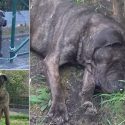 Little Boy, young Cane Corso stabbed and impaled on a branch: trial on June 20th