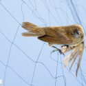 Chasses traditionnelles: des milliers d’oiseaux seront piégés dans les Pyrénées-Atlantiques et les Landes