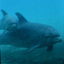 Dolphins, France against history