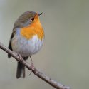 Maybe not the ‘Pablo Escobar of Rigaous*’, but this pensioner has killed and sold thousands of robins