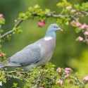 Audience du 12 octobre 2023 : les palombes des Pyrénées victimes de la chasse méritent une défense claire