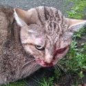 The ordeal of Kuma, a small stray cat
